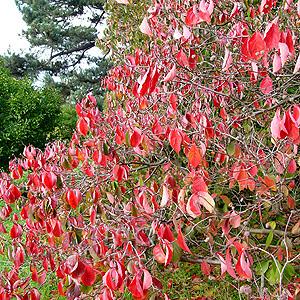 Cornus 'Ormonde'