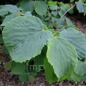 Corylopsis Glabrescens gotoana