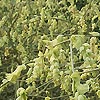 Corylopsis Spicata