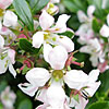 Escallonia - Apple Blossom