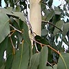 Eucalyptus Deleyantensis