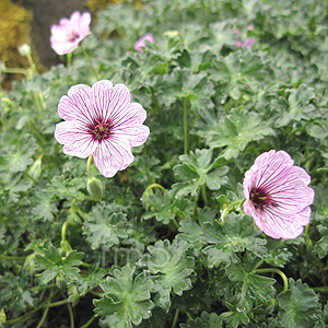 Geranium Cinereum 'Ballerina'