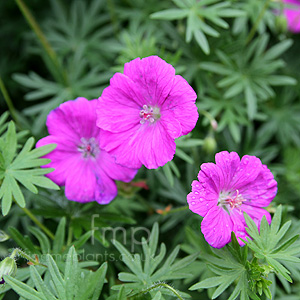 Geranium Sanguineum 'Nyewood'