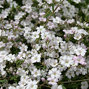 Gypsophila Labnotica