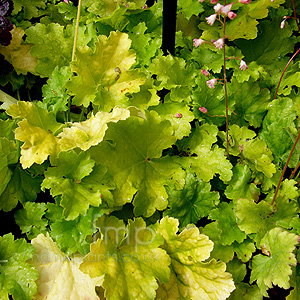 Heuchera 'Key Lime Pie' - Coralbells