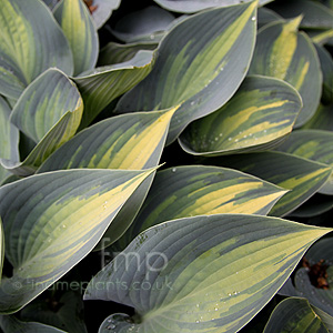 Hosta 'June'