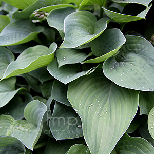 Hosta 'Pearl Lake'