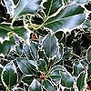 Ilex Aquifolium - Argentea Marginata