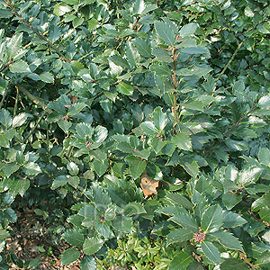 Ilex Mererveae 'Blue Prince'