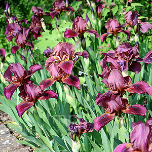 Iris 'Downland'