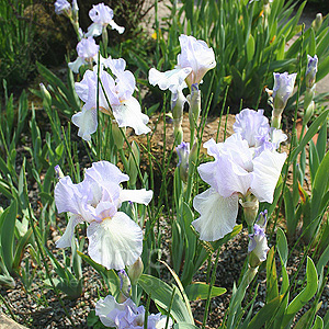 Iris 'Happy Mood' - Bearde Iris