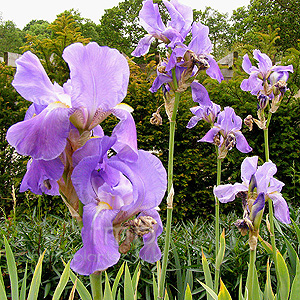 Iris Pallida - Bearded Iris