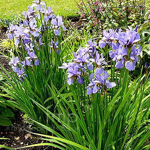 Iris Sibirica - Siberian Iris