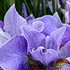 Iris  Sibirica - Percheron
