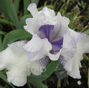 Iris 'Violte Icing'