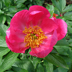 Paeonia 'China Rose' - Peony, Paeonia