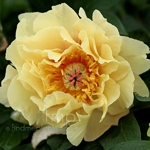 Paeonia 'Garden Treasure' - Peony, Paeonia