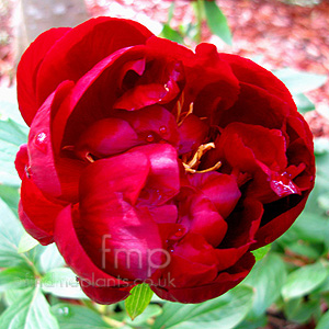 Paeonia 'John Harvard'