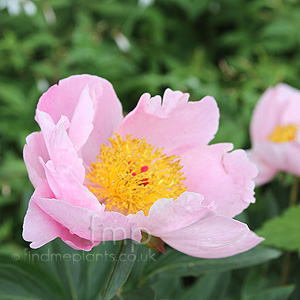 Paeonia 'Nymphe' - Peony, Paeonia