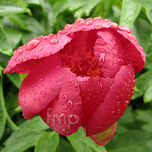 Paeonia Peregrina - Peony