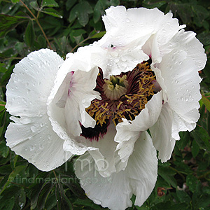 Paeonia Rockii - Peony