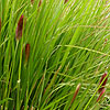 Pennisetum Thunbergii - Red Buttons