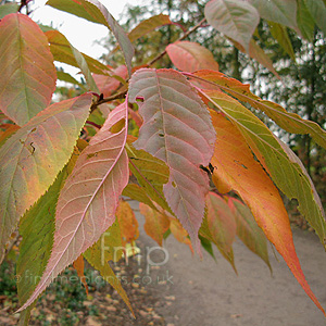 Prunus 'Asagi'