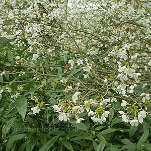 Prunus  Incisa 'Fujima'