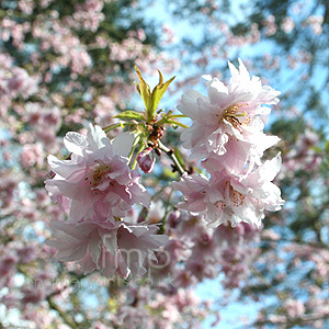 Prunus Incisa 'Oshidori'