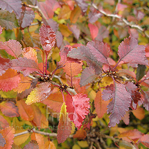 Prunus 'Kojo No Mai'