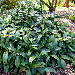 Prunus Laurocerasus 'Mount Vernon'