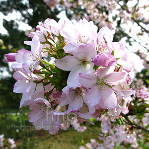 Prunus Matsumae-Myojo