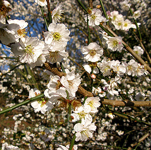 Prunus Mume omoi-no-mama