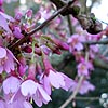 Prunus - Okame