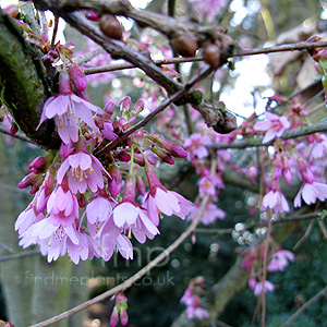 Prunus 'Okame'