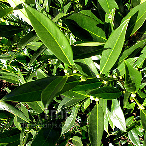 Prunus Laurocerasus 'Otto Luyken'