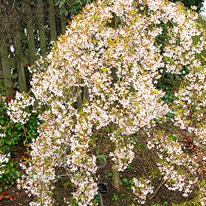 Prunus Pendula 'Pendula Rosea'