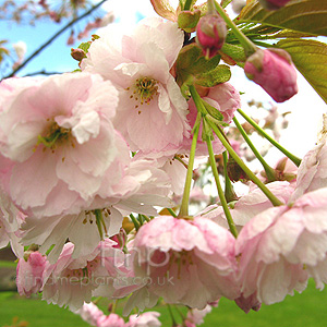 Prunus 'Pink Champagne'