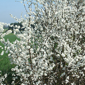 Prunus Spinosa - Blackthorn