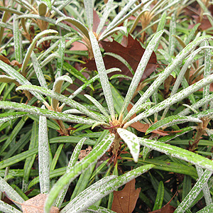 Rhododendron Makinoi