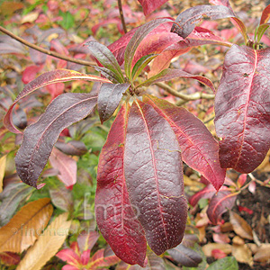 Rhododendron 'Mecene'