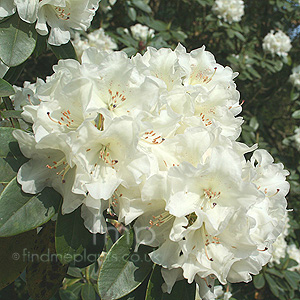 Rhododendron 'Unique'