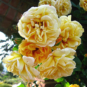 Rosa 'Dreaming Spires'