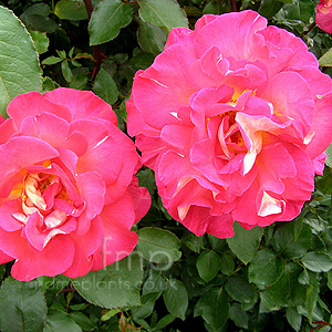 Rosa 'Eve Price'