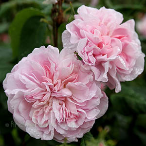 Rosa 'Fantin Latour'