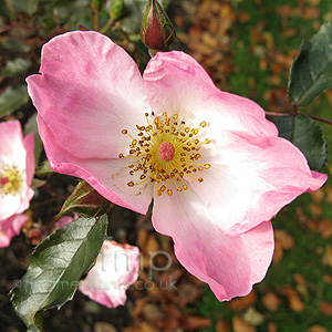 Rosa 'Internall'