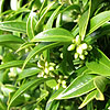 Sarcococca Ruscrifolia - Chinensis