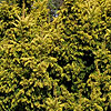 Taxus Baccata - Aurea
