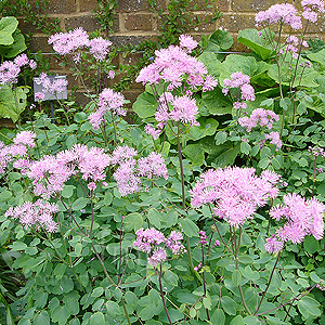 Thalictrum Aquilegifolium - Meadow Rue, Thalictrum