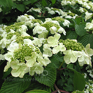 Viburnum Plicatum 'Cascade'